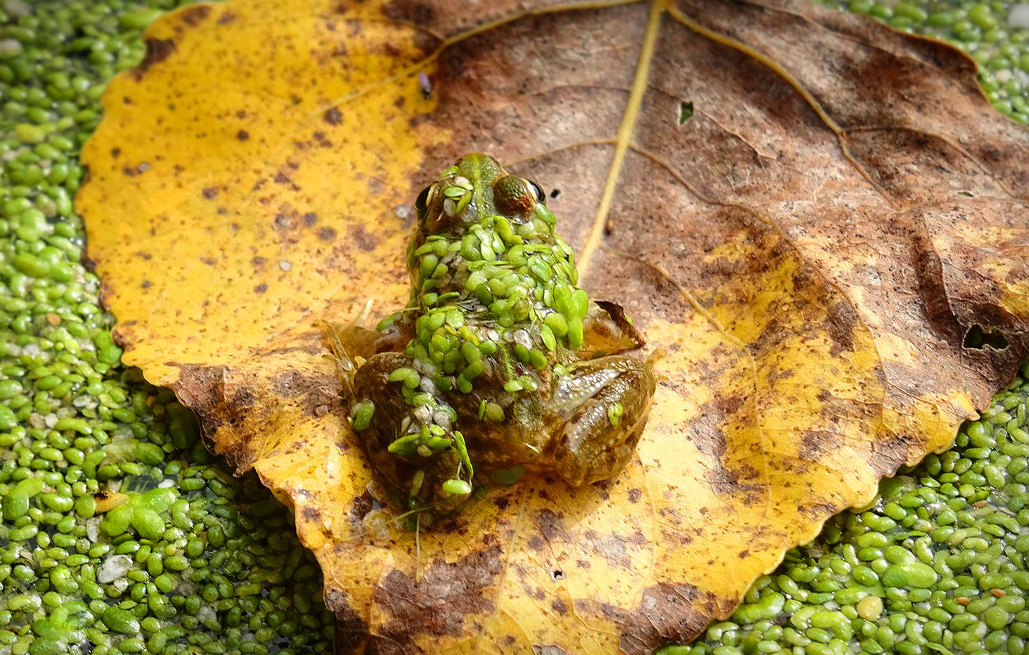 Wildlife, Photography