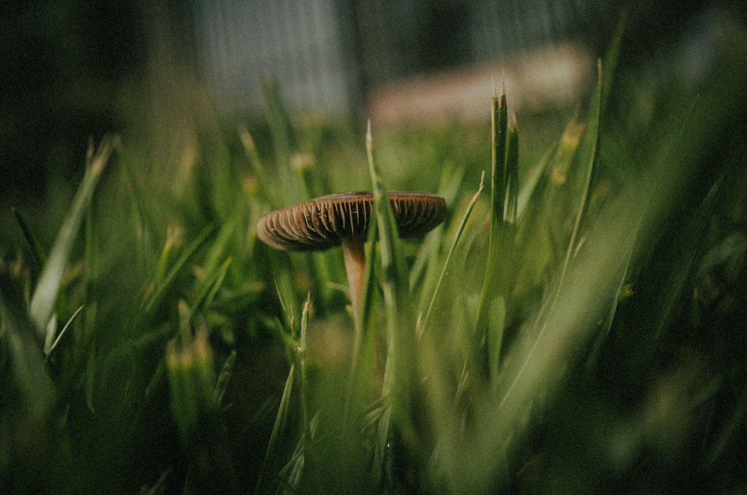 nature, canon m100, 22mm