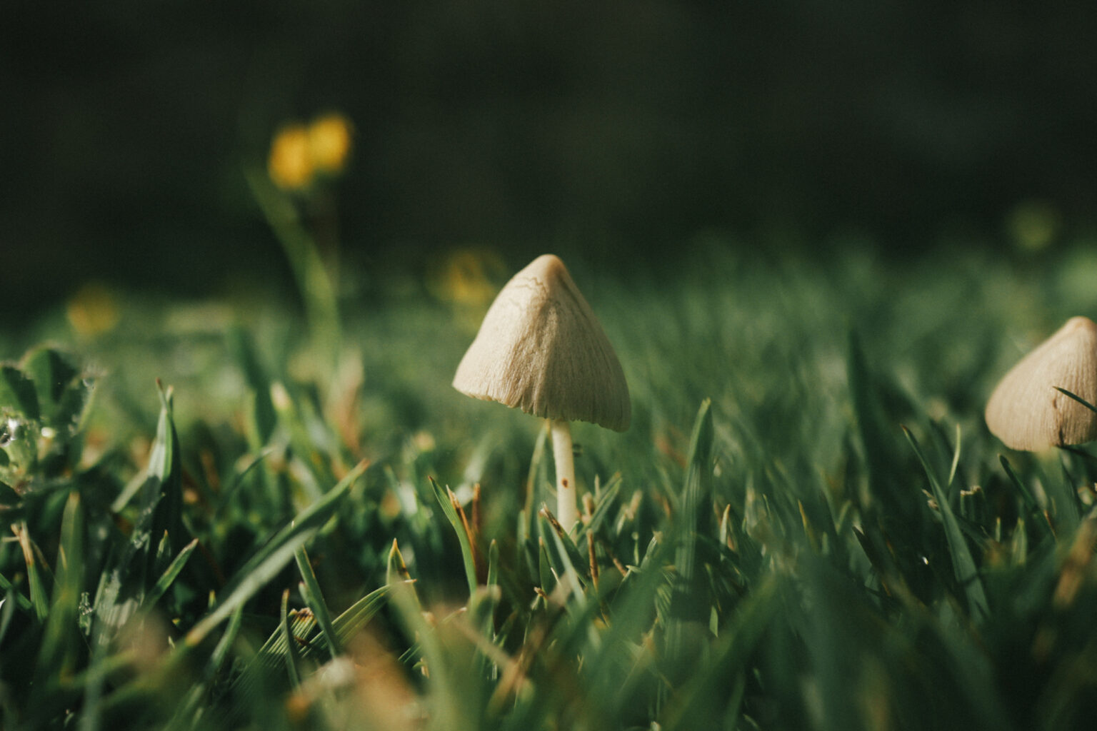 Nature