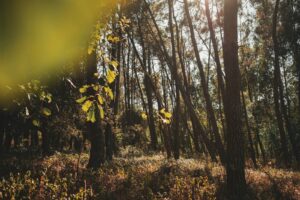 Moody Earthy, preset, lightroom,