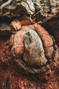 Moody Earthy, preset, lightroom,