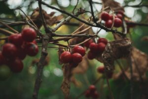 Moody Earthy, preset, lightroom,