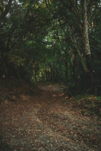 Moody Earthy, preset, lightroom,