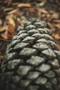 Moody Earthy, preset, lightroom,