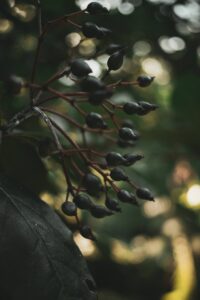Moody Earthy, preset, lightroom,